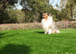 Lang het Huisdieren Vals Gras van Duurmouldproof, Kunstmatig Hondgras met UVweerstand leverancier