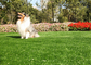 Lang het Huisdieren Vals Gras van Duurmouldproof, Kunstmatig Hondgras met UVweerstand leverancier