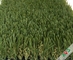 Duurzame Vier stemmen Hybride de Golf Openlucht Kunstmatig Gras van 12400Dtex/van 8f met w-Cirkel en S Wing Blade leverancier