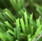Dicht Oppervlakte Nieuw Kunstmatig Gras met Zacht Handgevoel en Aantrekkelijke Kleur leverancier