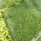 Tweekleurig Voetbal Kunstmatig Gras met Stam Drie van Dichte Oppervlakte en omhoog Recht Bevindend Garen leverancier