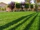 Het Tapijt van het het Grasgras van het landschapsgras voor het Tuinieren Plastic Gras voor tuin leverancier