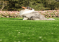 Het natuurlijke Kijken Huisdieren Kunstmatige Gras het Modelleren Hoogte - Milieuvriendelijke dichtheid leverancier