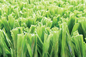 Hoogwaardig Groen de Voetbal Kunstmatig Gras van AVG, Tapijt van het Voetbal het Synthetische Gras leverancier